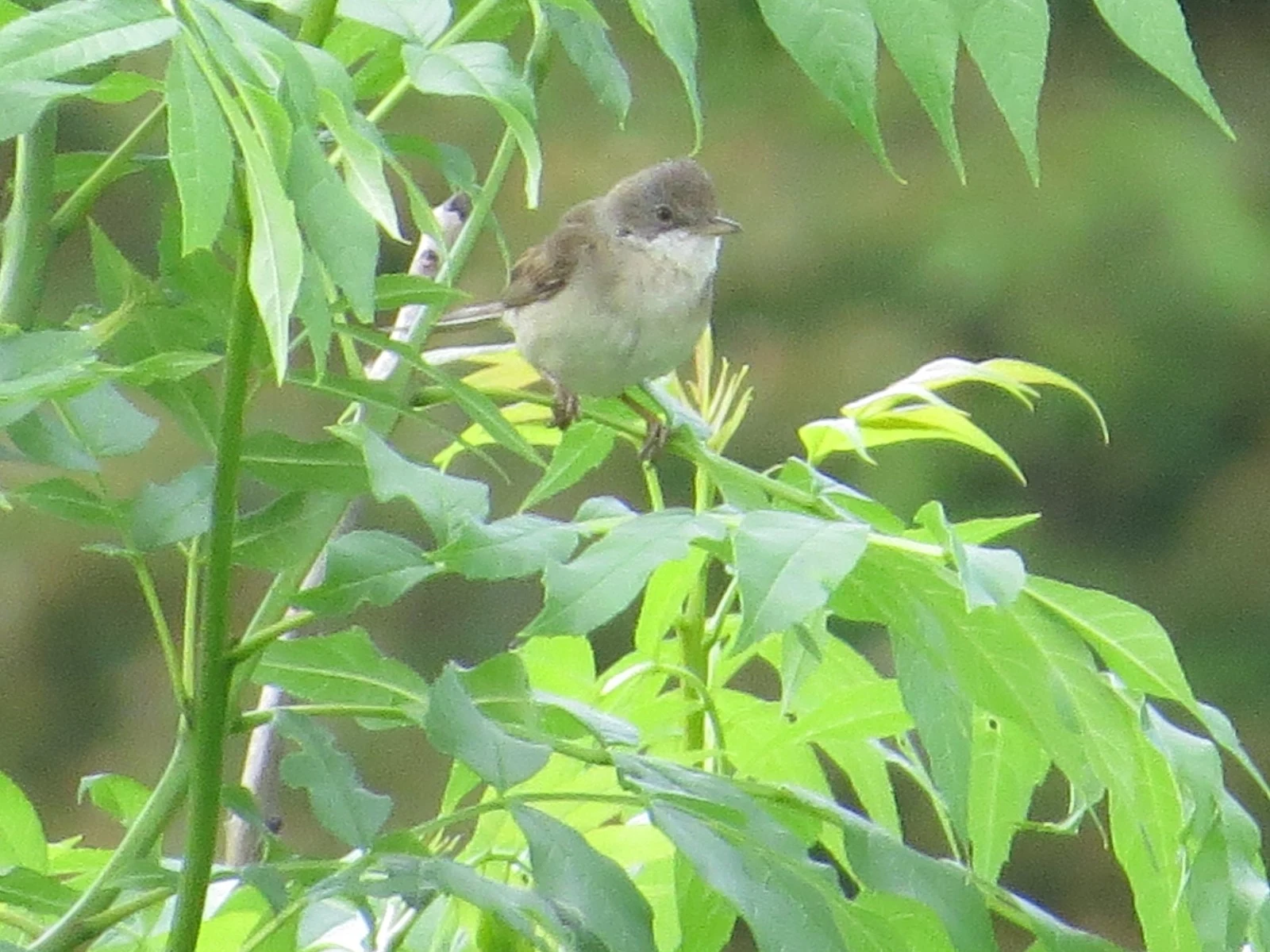 Common whitethroat — photo by Adam Prugel-Bennett