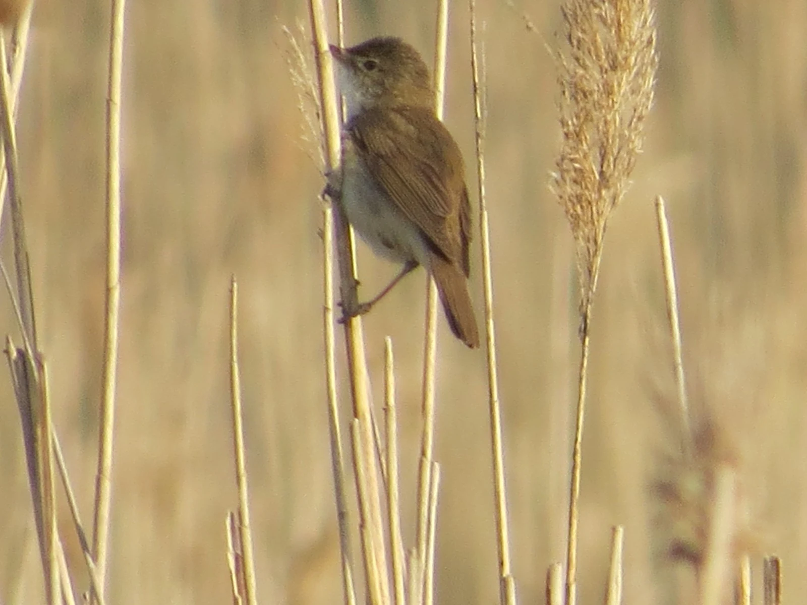 Reed Warbler — photo by Adam Prugel-Bennett