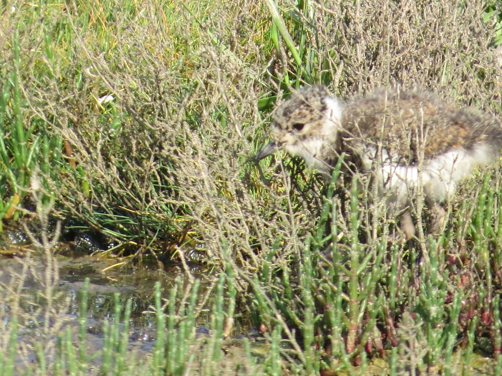 Northern Lapwing chick — photo by Adam Prugel-Bennett