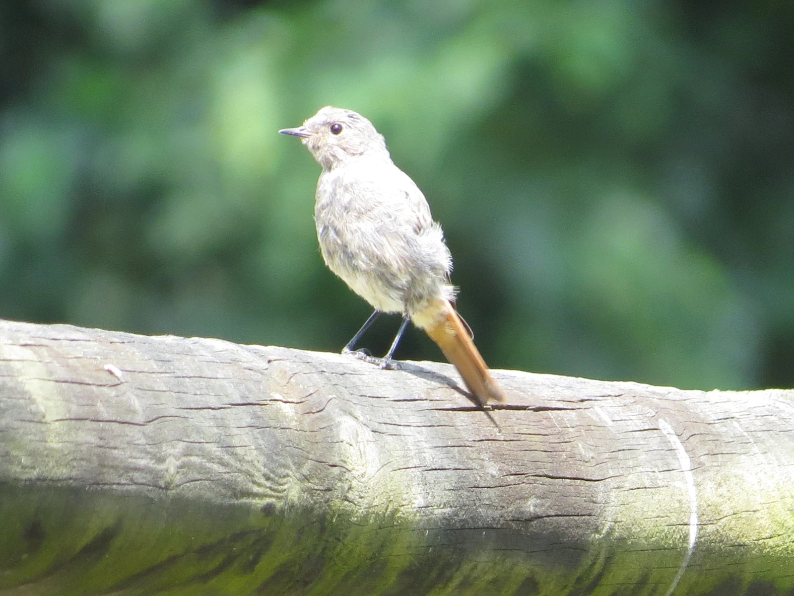 Black Redstart (female or juvenile), Germany — photo by Adam Prugel-Bennett