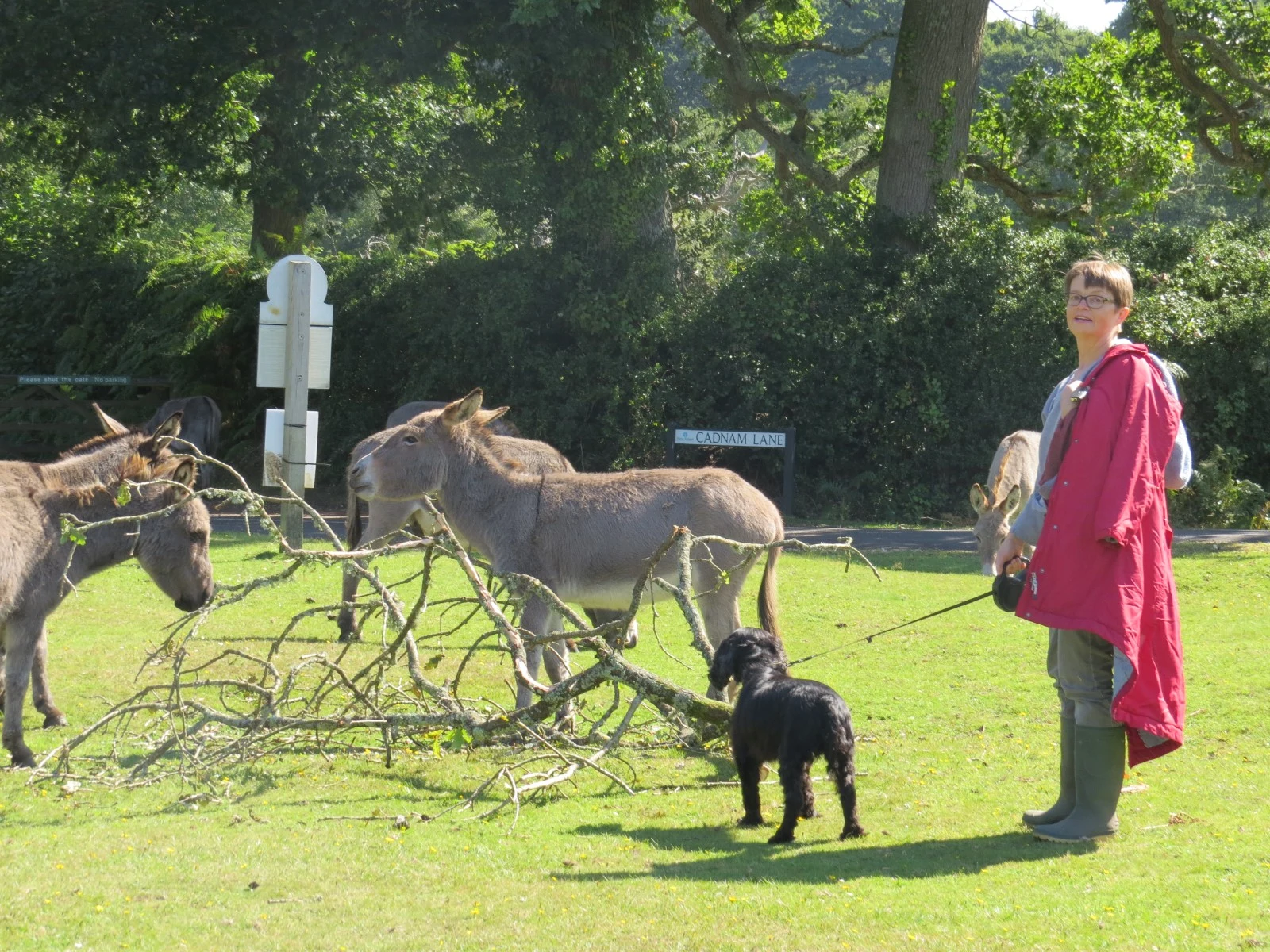 Donkeys with Doris and Fresco, Cadnams common, Hampshire, UK — photo by Adam Prugel-Bennett