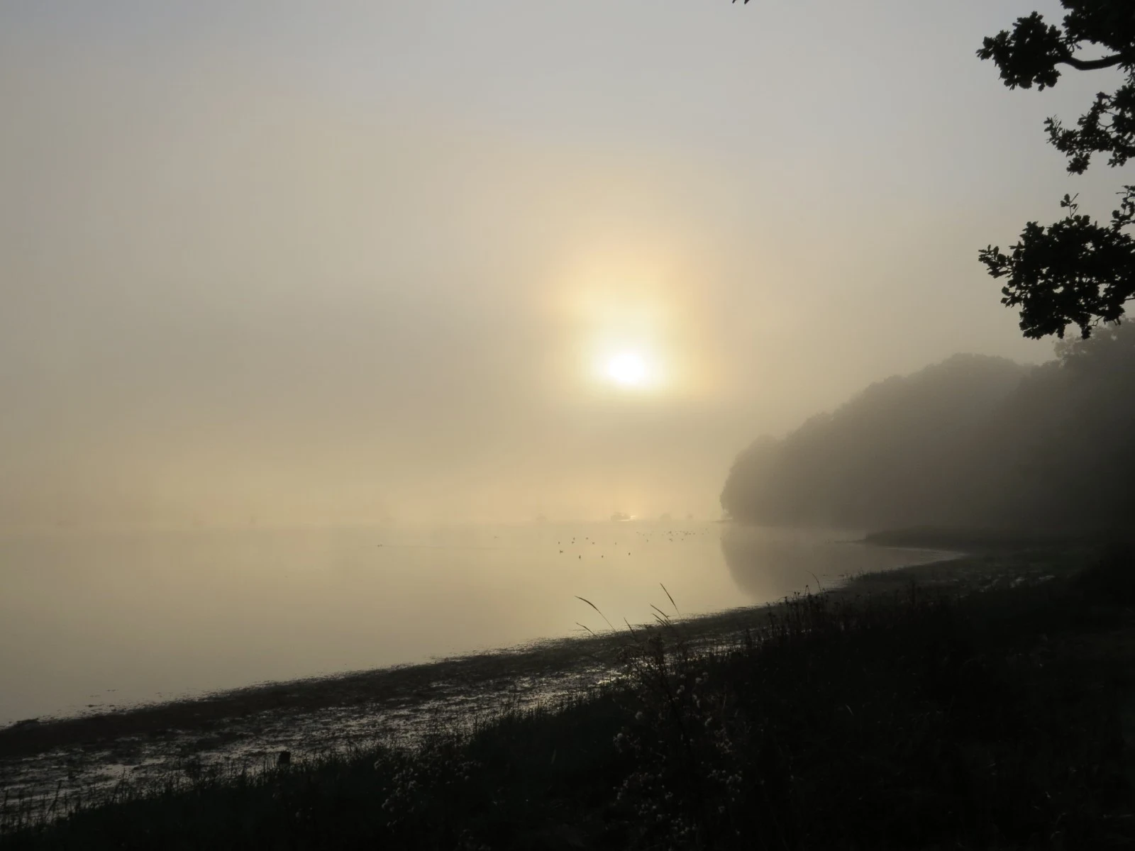 Foggy sunrise over a lake, Eling Great Marsh, Hampshire, UK — photo by Adam Prugel-Bennett