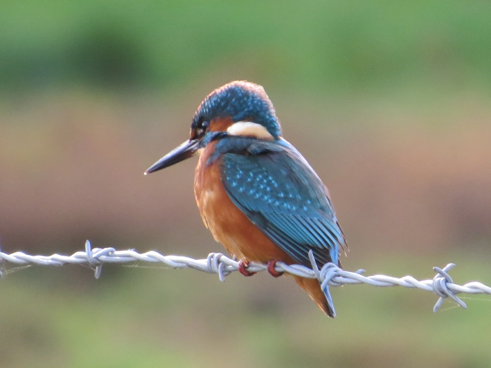 Common Kingfisher, Eling Great Marsh, Hampshire, UK — photo by Adam Prugel-Bennett