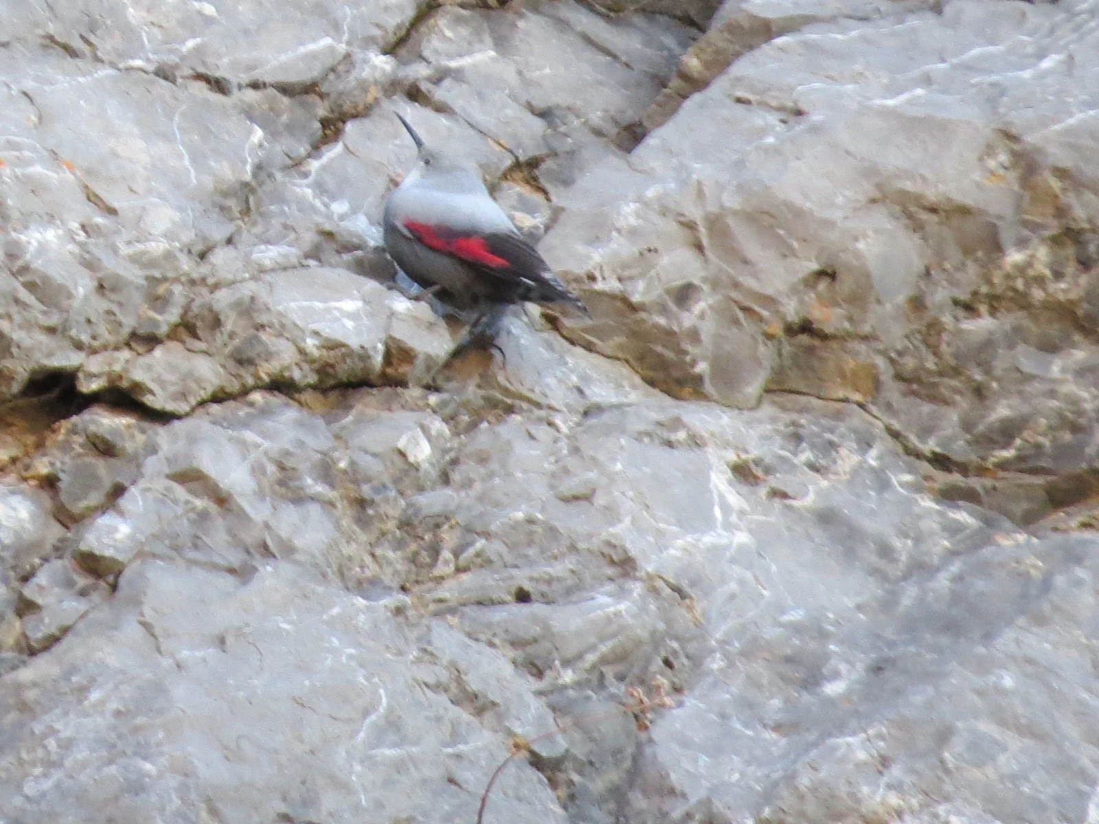 Wallcreeper, Catalonia, Spain — photo by Adam Prugel-Bennett