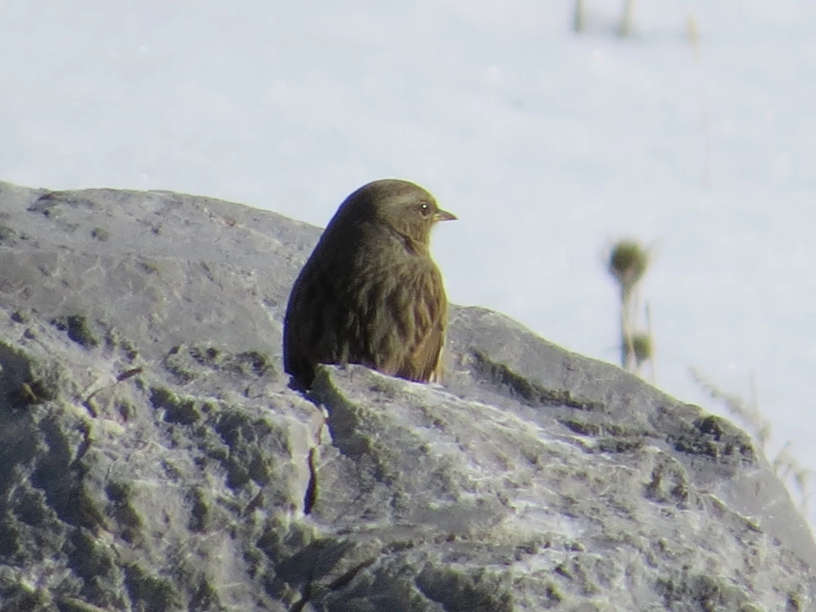 Alpine accentor, Catalonia, Spain — photo by Adam Prugel-Bennett