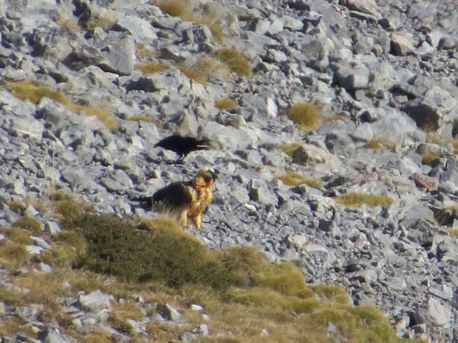 Bearded Vulture, Catalonia, Spain — photo by Adam Prugel-Bennett
