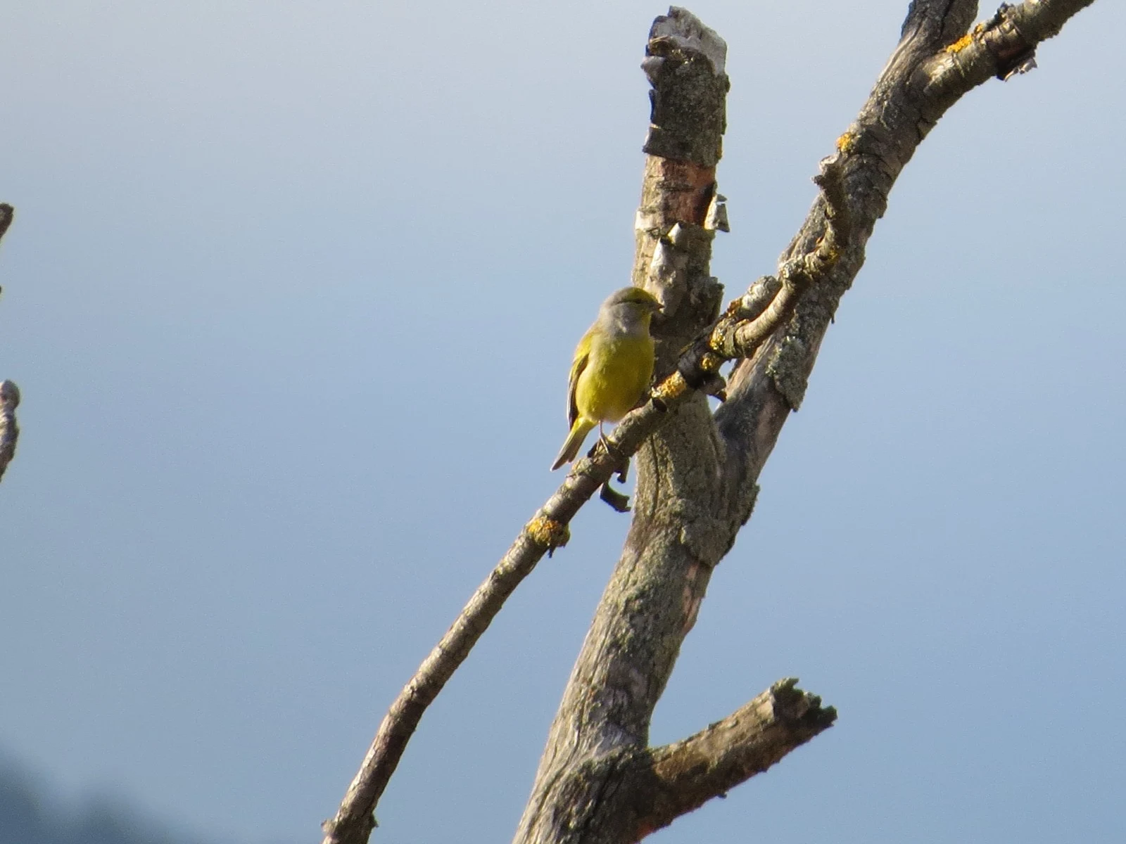 Citril Finch, Catalonia, Spain — photo by Adam Prugel-Bennett