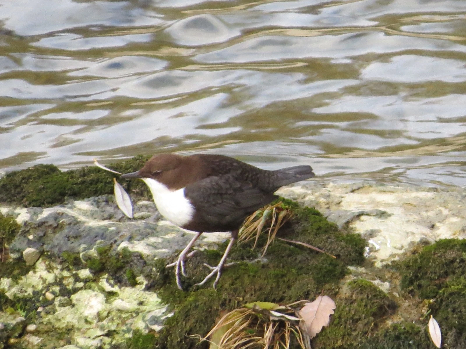 White-throated Dipper, Catalonia, Spain — photo by Adam Prugel-Bennett