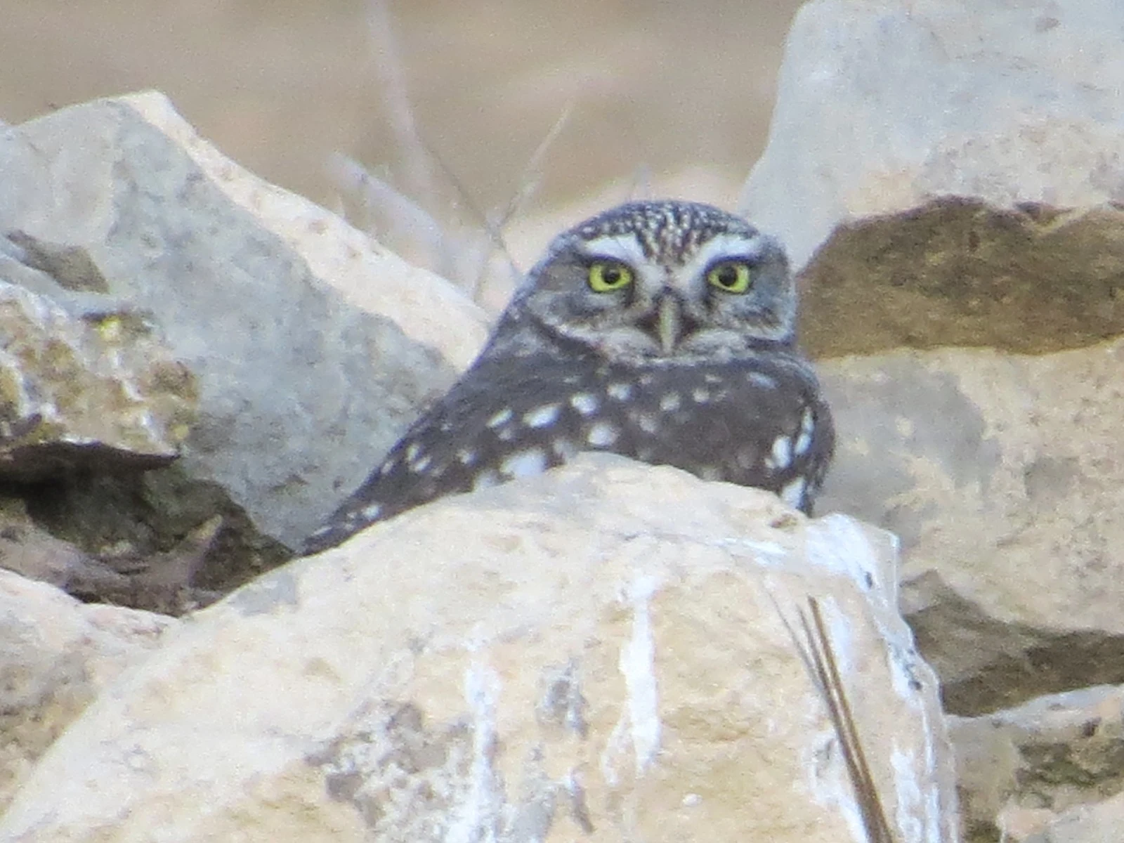 Little Owl, Catalonia, Spain — photo by Adam Prugel-Bennett
