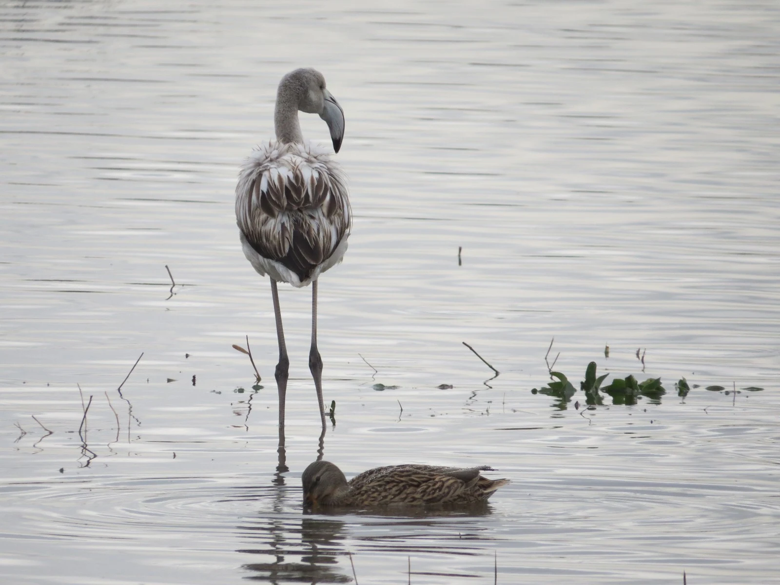 Juvenile Greater Flamingo and Mallard, Catalonia, Spain — photo by Adam Prugel-Bennett